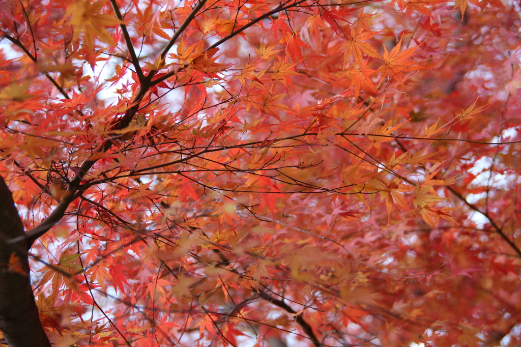 Autumn Leaves