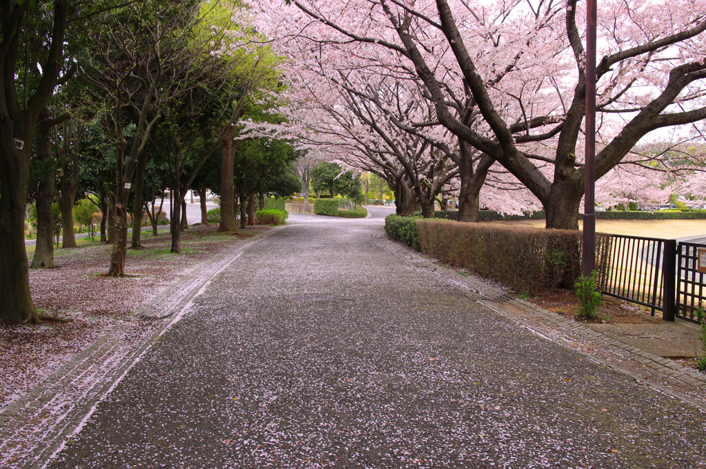 桜散る