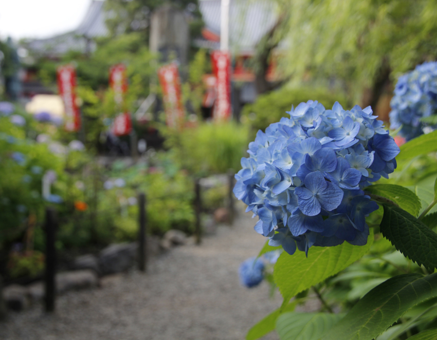 紫陽花