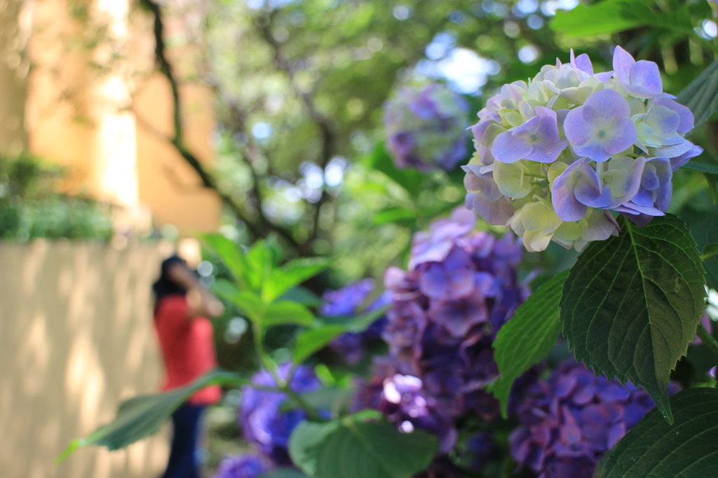 紫陽花