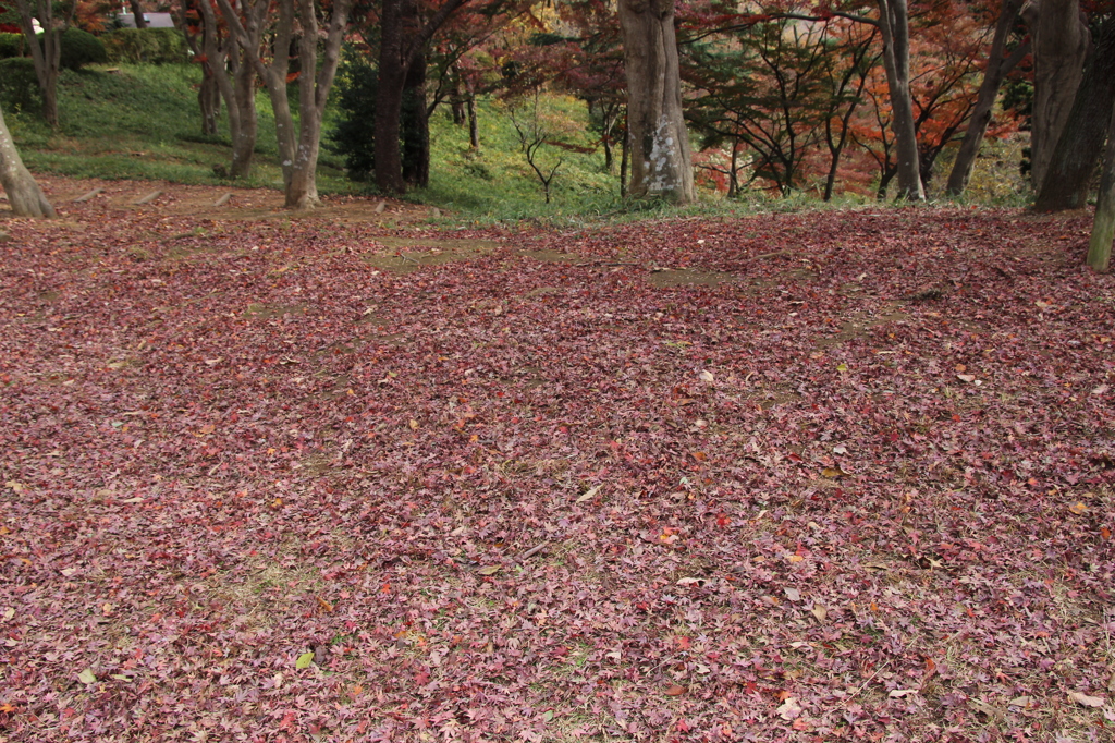 Autumn Leaves