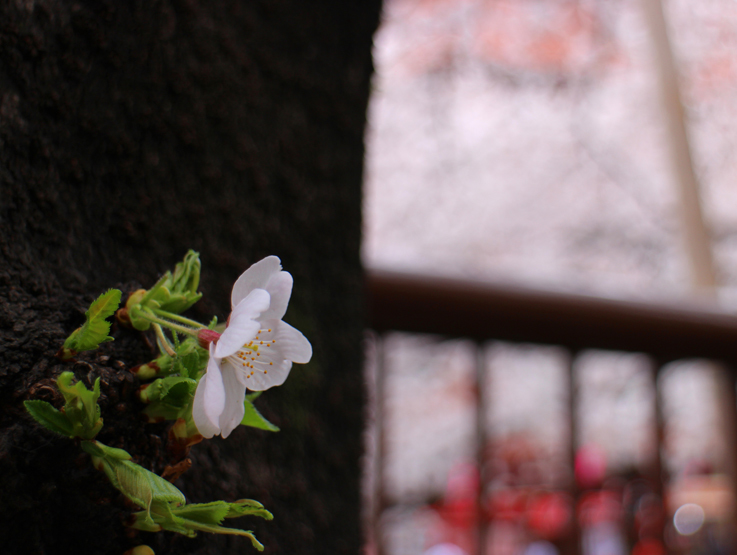 sakura