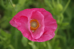 Poppy