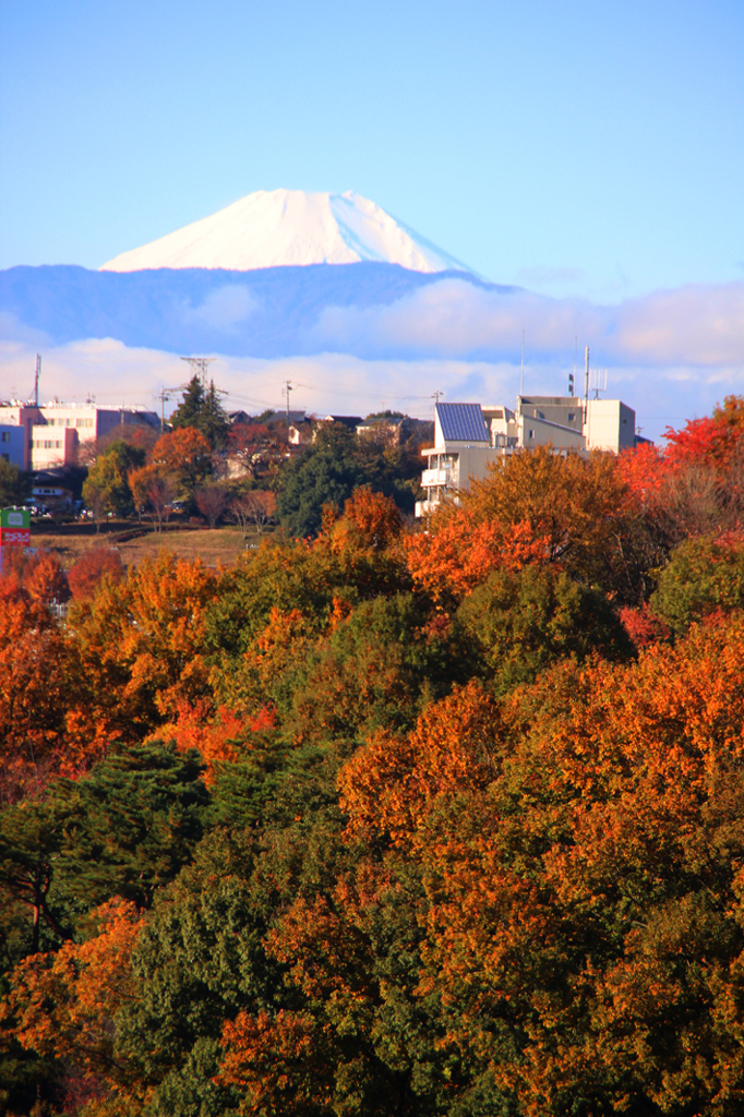 Mt.Fuji