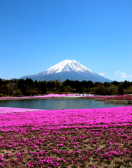 Mt.Fuji 芝桜