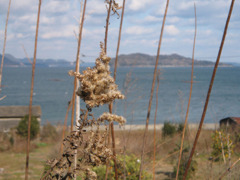 IMG_2667_w800pix