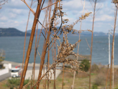 IMG_2666_w800pix