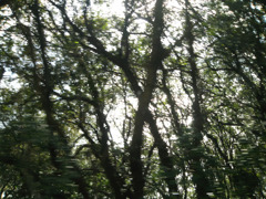 IMG_2829_w800pix