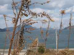 IMG_2668_w800pix