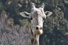 よんだ？