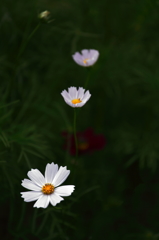 花開く