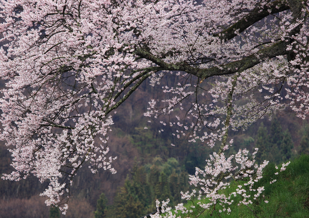 発知桜2
