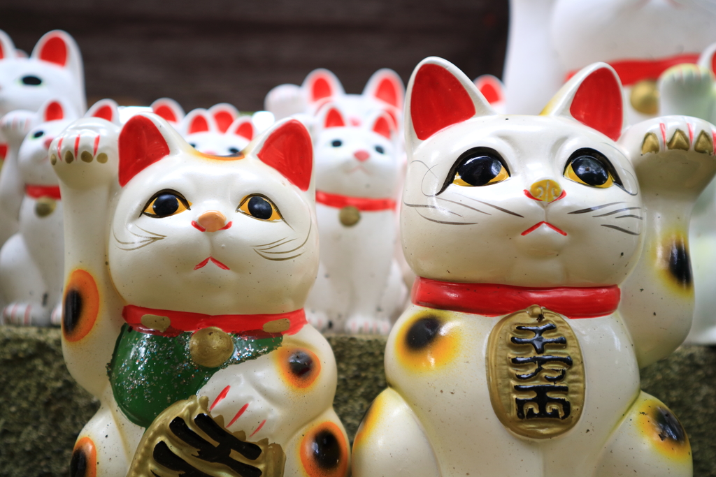 御一行様代表猫