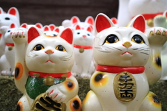 御一行様代表猫