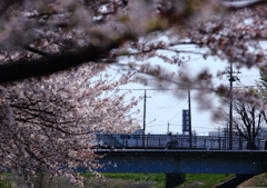桜の想い