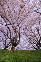 桜 in Dancing