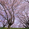 桜 in Dancing