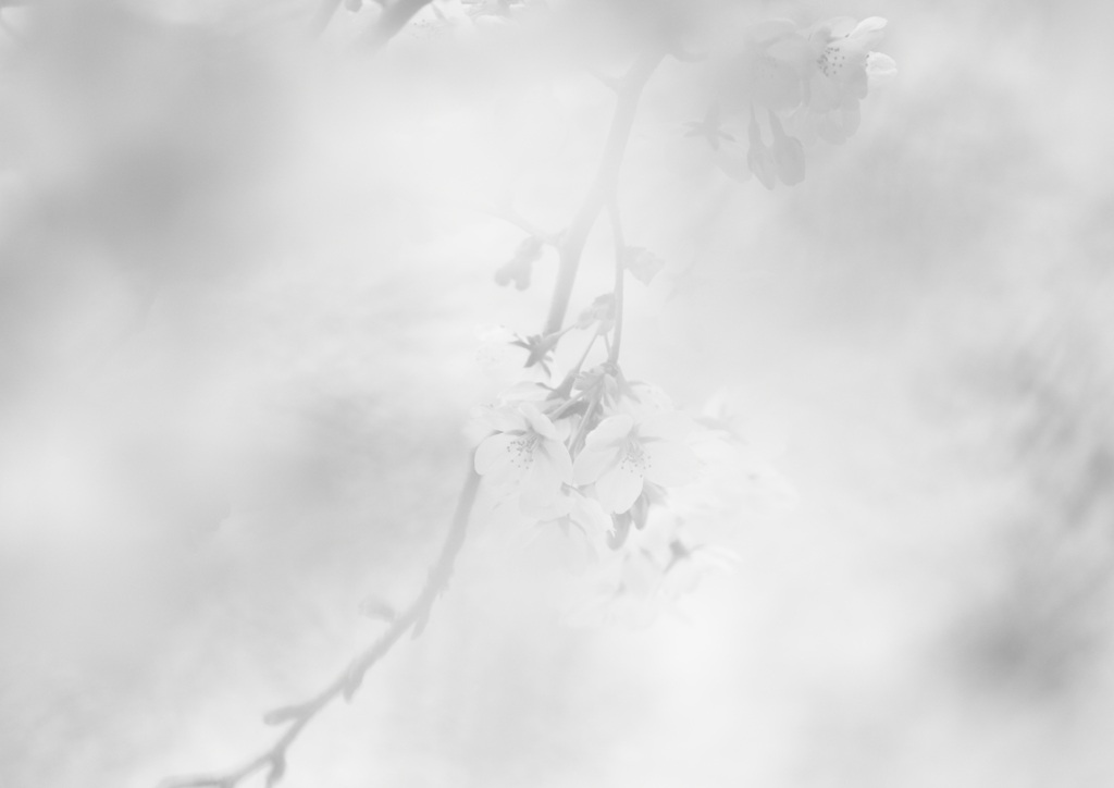 和の桜