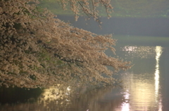 夜の光に