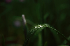 雨の風景