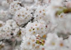 花毬