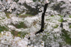 風に舞う