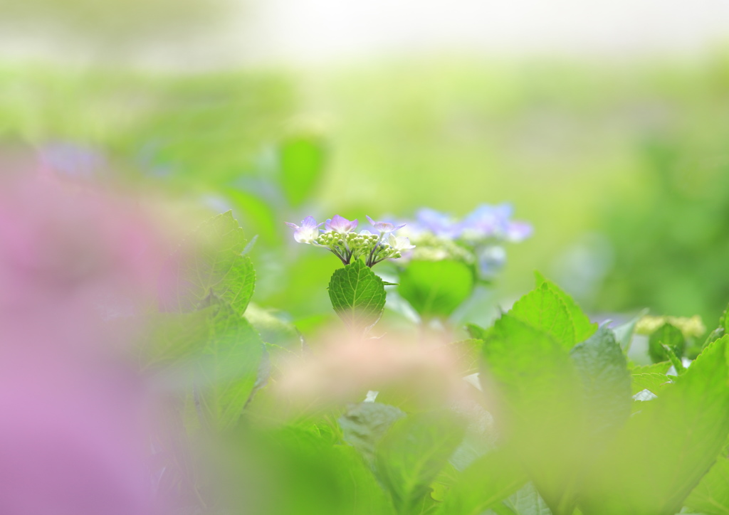 一年に一度の舞台