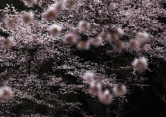 向こうの桜