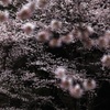 向こうの桜