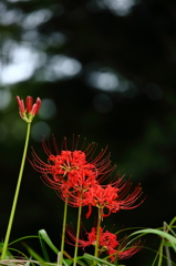 道の華