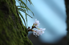 柔らかな白