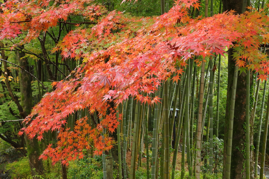 修善寺温泉秋景2