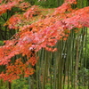 修善寺温泉秋景2
