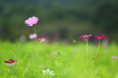地に咲く彩