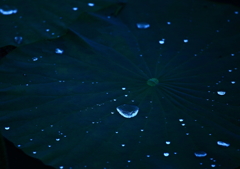 光模様