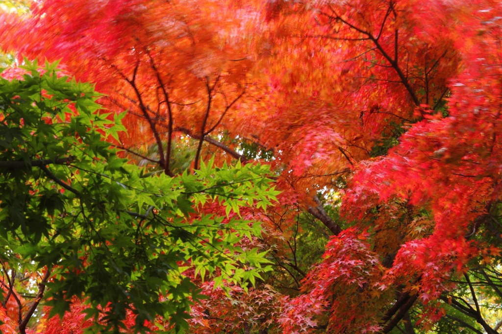 激しく揺れる赤