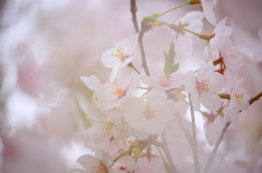 ふわり