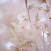 ふわり