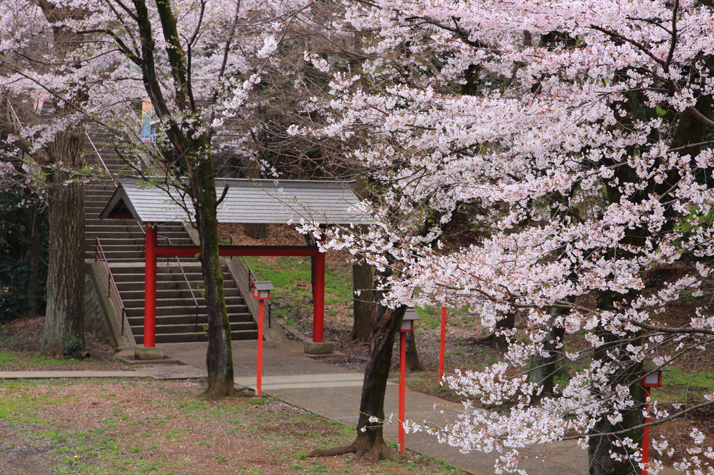 春の階段