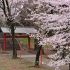 春の階段