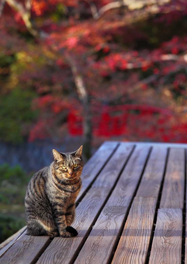 嵐の後の安らぎ