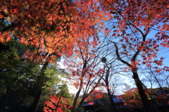 平林寺2