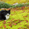 紅葉狩り