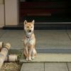 名門番
