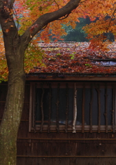 落ち葉の屋根