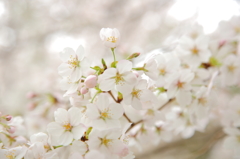 春の子供