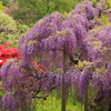 花のシャワー