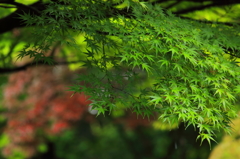 夏の見ごろ