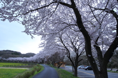 朝の巾着田