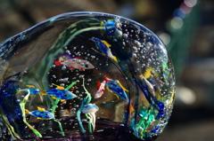 ガラスの金魚鉢
